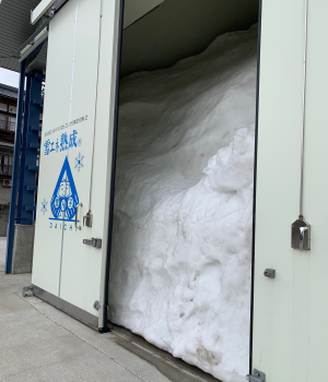 雪室。扉を開けたら手前まで雪が! 扉の高さだけでも5m以上あります。