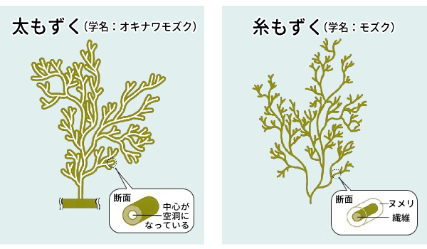 太もずく と 糸もずく の違いは コープ北陸事業連合