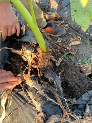 里芋の掘り取り作業