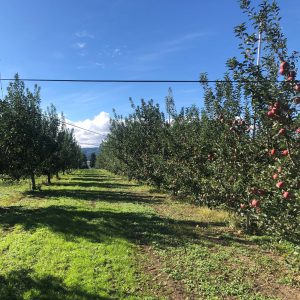 植樹６年目のりんご畑